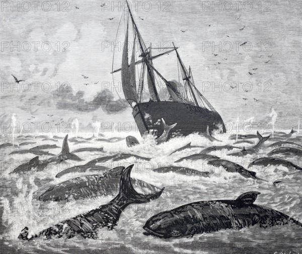 The steamship Newport encounters a large group of whales on the Delaware promontory, 1888, America, Historical, digitally enhanced reproduction of a 19th century original