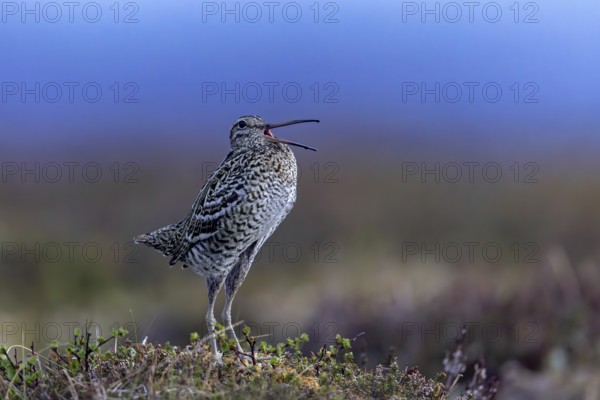 Great snipe (Gallinago media) male calling during courtship display at lek at dusk on tundra breeding ground in spring (June), Sweden, Scandinavia