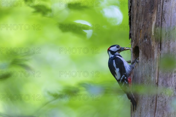 Pileated Woodpecker (Dendrocopos major) at the breeding cavity, Piciformes, Göggingen, Krauchenwies, Landkreis Sigmaringen, Baden-Württemberg, Baden-Württemberg, Germany