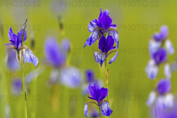 Siberian iris (Iris sibirica), Iris family (Iridaceae), Eriskircher Ried, Baden-Württemberg, Baden-Württemberg, Germany