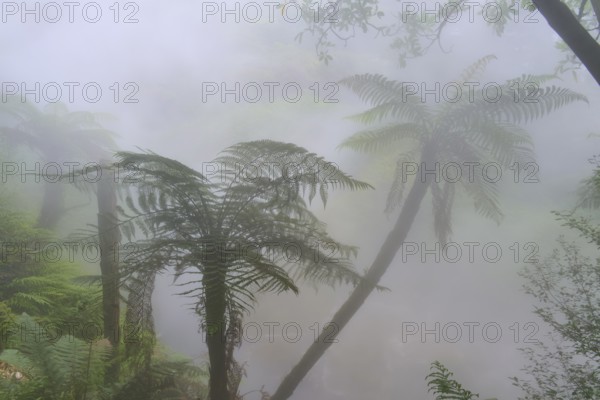 Hazy forest with fern trees and dense green foliage in the mist, Te Manaroa Spring, Hot Spring, Waikite Valley, Bay of Plenty, North Island, New Zealand