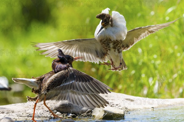 Ruff in an intense diving fight, wings spread over water surfaces, Ruff (Calidris pugnax, Syn.: Philomachus pugnax), courtship display, France