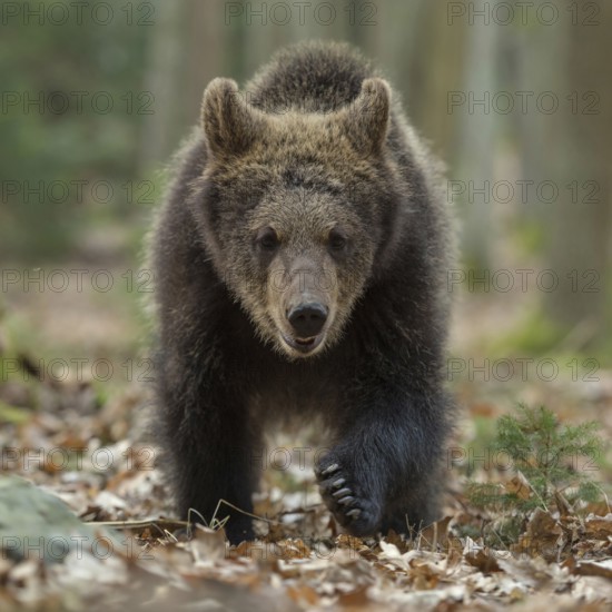 Frontal approach... European brown bear (Ursus arctos), young bear runs a little clumsily directly towards the camera, funny animal pictures, local wildlife, nature