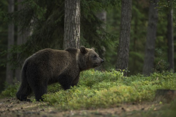 European brown bear (Ursus arctos) walks through a forest in search of food, seems to absorb odours, to smell, the nose is its strongest sensory organ