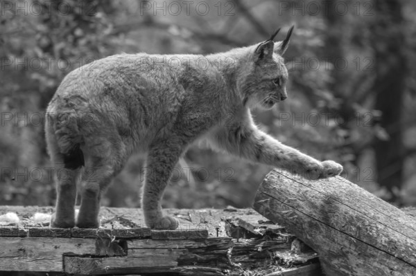 Eurasian lynx (Lynx lynx), wildlife park, Bavaria, Germany