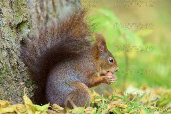 Eurasian squirrel (Sciurus vulgaris), enjoying a nut next to a tree trunk with rustling autumn leaves, Germany