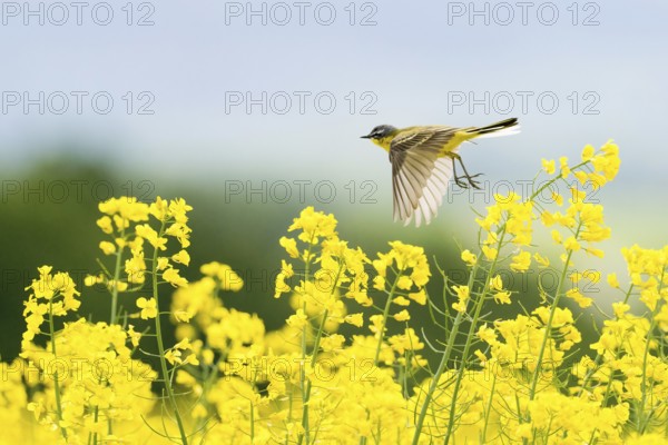 A yellow wagtail (Motacilla flava) flies over a flowering rape field under a clear sky, Hesse, Germany