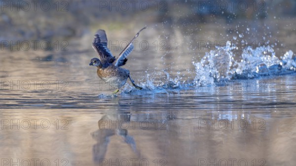 Little grebe (Tachypaptus ruficollis), taking off from the water, Jenbach, Tyrol, Austria