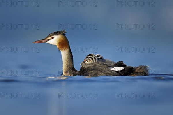 Great Crested Grebe (Podiceps Scalloped ribbonfish), with two chicks in plumage swimming in the water, Lake Zug, Canton Zug, Switzerland