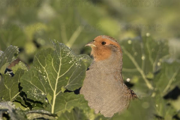 Grey Partridge (Perdix perdix), Thuringia, Germany
