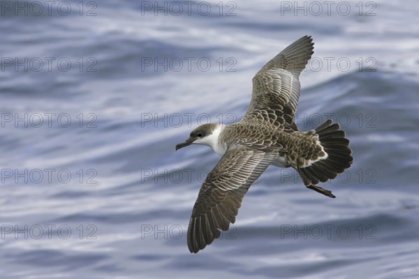 Great Shearwater (Ardenna gravis), South Australia, Australia
