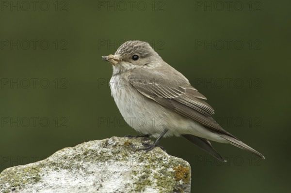 Spotted Flycatcher (Muscicapa striata), Rhineland-Palatinate, Germany