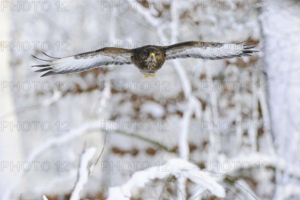 Common Buzzard (Buteo buteo) flying, North Rhine-Westphalia, Germany