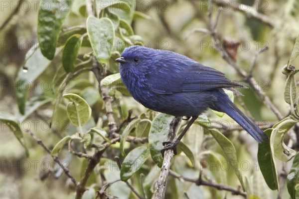 Tit-like Dacnis (Xenodacnis parina), Ecuador