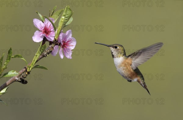 Rufous Hummingbird (Selasphorus rufus) female, British Columbia, Canada