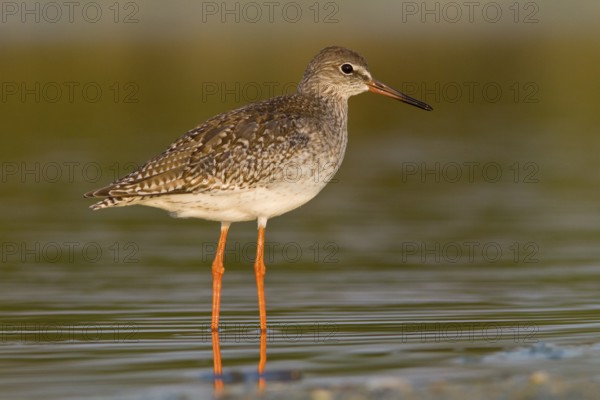 Common redshank (Tringa totanus), walking on marsh, Galicia, Spain