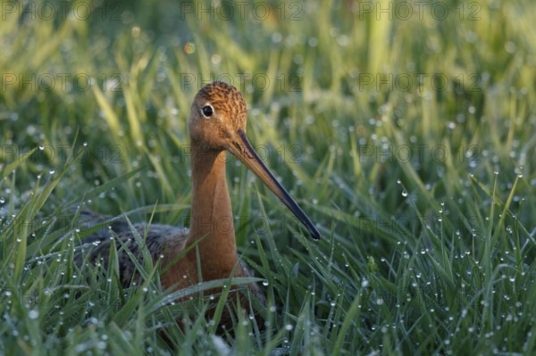 Black-tailed Godwit (Limosa limosa), Netherlands