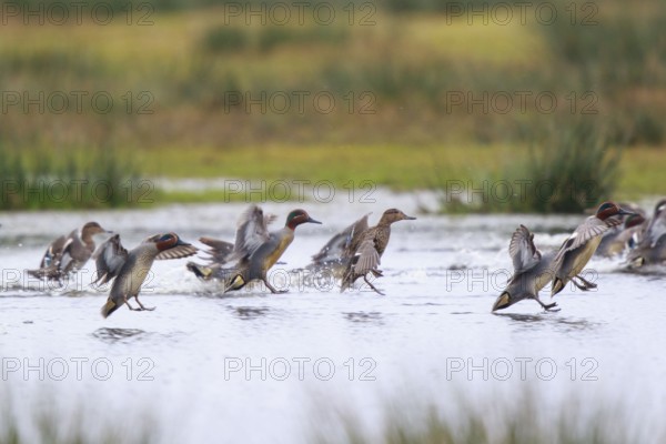 Eurasian Teal (Anas crecca) group landing, North Rhine-Westphalia, Germany