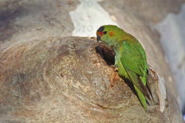 Purple-crowned Lorikeet (Parvipsitta porphyrocephala), Victoria, Australia