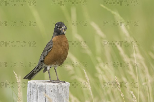 American Robin (Turdus migratorius), Wyoming, USA