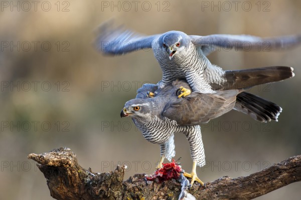 Northern Goshawk (Accipiter gentilis) pair mating, Zaragoza, Spain