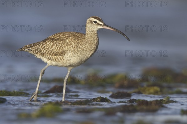 Whimbrel (Numenius phaeopus), Isla de Ballestas National Park, Peru