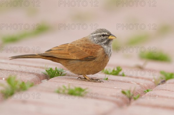 House Bunting (Emberiza sahari) male, Morocco