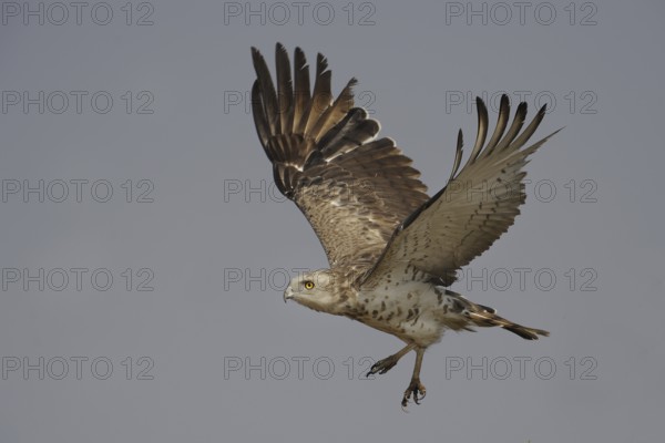 Short-toed Snake Eagle (Circaetus gallicus), India