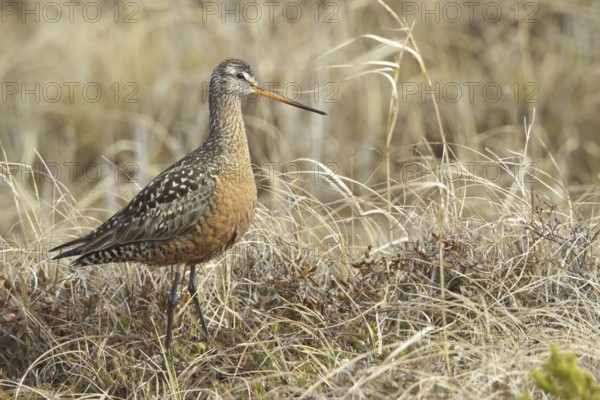 Hudsonian Godwit (Limosa haemastica) male, Manitoba, Canada