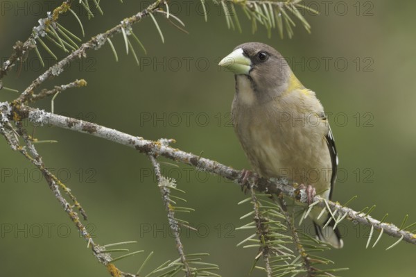 Evening Grosbeak (Hesperiphona vespertina) female, British Columbia, Canada