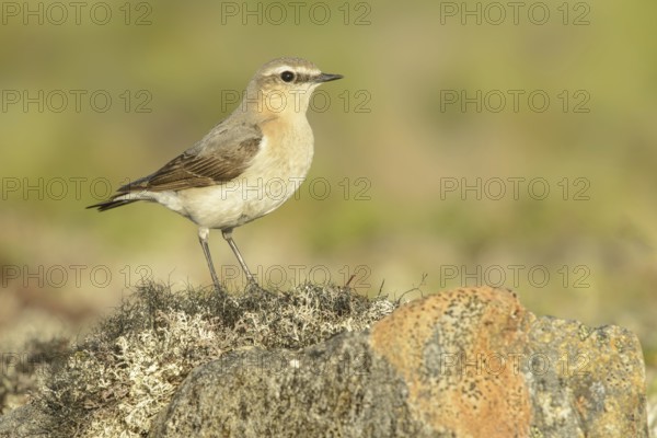 Northern Wheatear (Oenanthe oenanthe) female, Alaska, USA