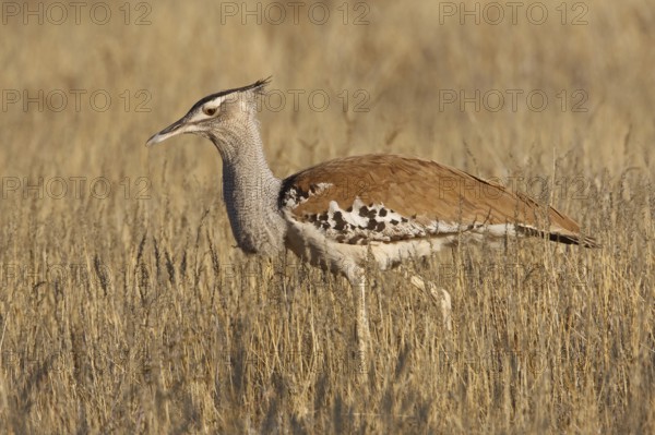 Kori Bustard (Ardeotis kori), Northern Cape, South Africa