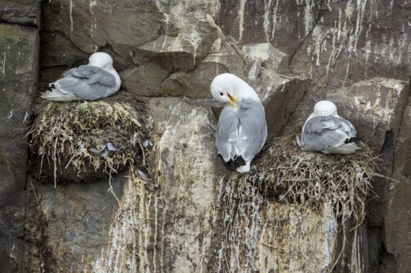 Black-Legged Kittiwake (Rissa tridactyla), on a nest in a cliff, Farne Islands, United Kingdom