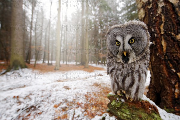 Magic bird Great Gray Owl, Strix nebulosa, hidden behind tree trunk with spruce tree forest in backgrond, wide angle lens photo. Funny bird image in the dark winter forest