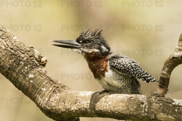Giant Kingfisher (Megaceryle maxima) male, Gambia