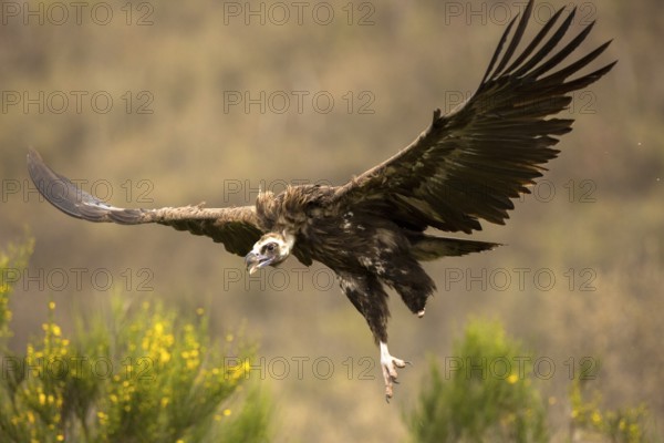 Cinereous Vulture (Aegypius monachus) flying, Castile and Leon, Spain