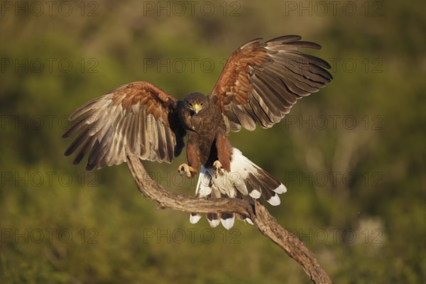 Harris's Hawk (Parabuteo unicinctus) juvenile landing on a branch, Texas, USA