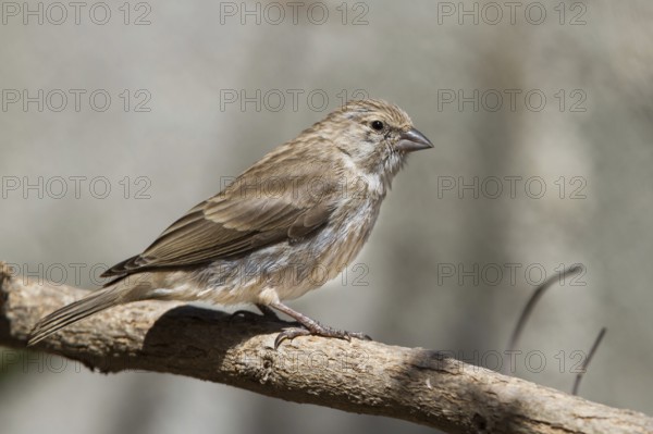 Yemen Serin (Crithagra menachensis), Oman