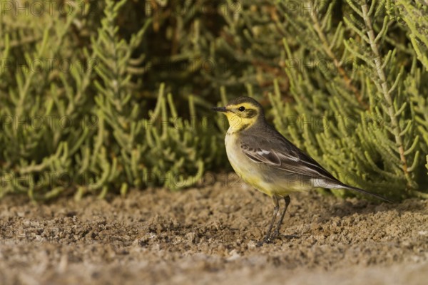 Citrine Wagtail (Motacilla citreola), Oman