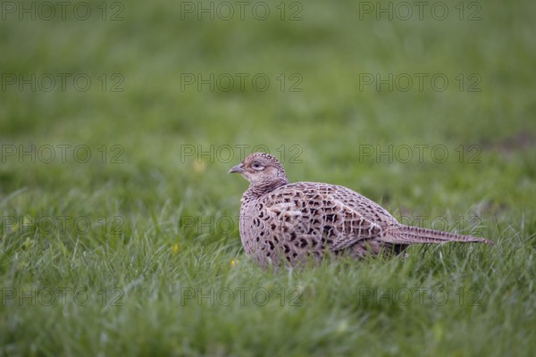 Common Pheasant (Phasianus colchicus) female, North Rhine-Westphalia, Germany