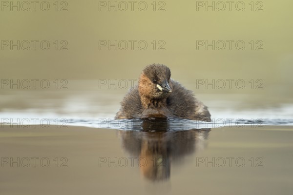 Little Grebe (Tachybaptus ruficollis), North Rhine-Westphalia, Germany