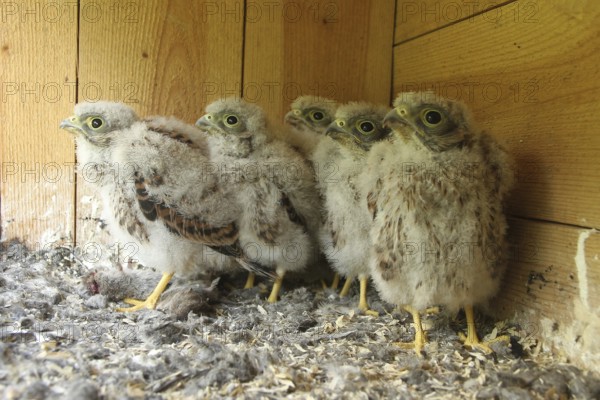 Common Kestrel (Falco tinnunculus) juvenile, Lower Saxony, Germany