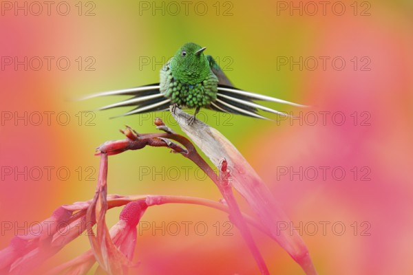 Nice hummingbird Green Thorn-tail, Discosura conversii with blurred pink and red flowers in background, La Paz, Costa Rica. Art view on nature. Wildlife scene in nature, beautiful spread tail