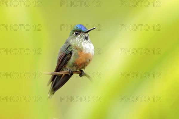 Humminbird frm Colombia in the bloom flower, Colombia, wildlife from tropic jungle. Wildlife scene from nature. Hummingbird with pink flower, in flight