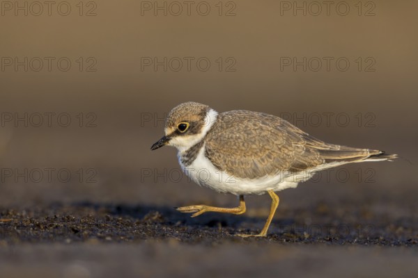 Little Ringed Plover (Charadrius dubius) juvenile, North Rhine-Westphalia, Germany