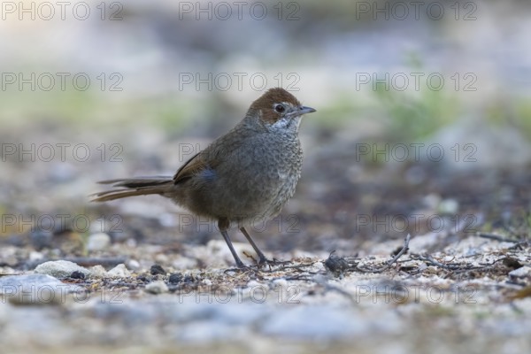 Rufous Bristlebird (Dasyornis broadbenti) perched on the ground, Victoria, Australia
