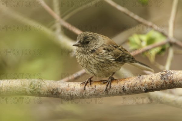 Thick-billed Fox Sparrow (Passerella megarhyncha) juvenile, Inyo, County, California, USA