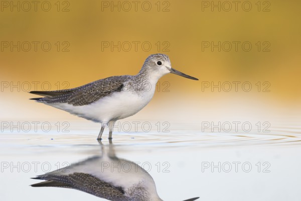 Common Greenshank (Tringa nebularia), Victoria, Australia