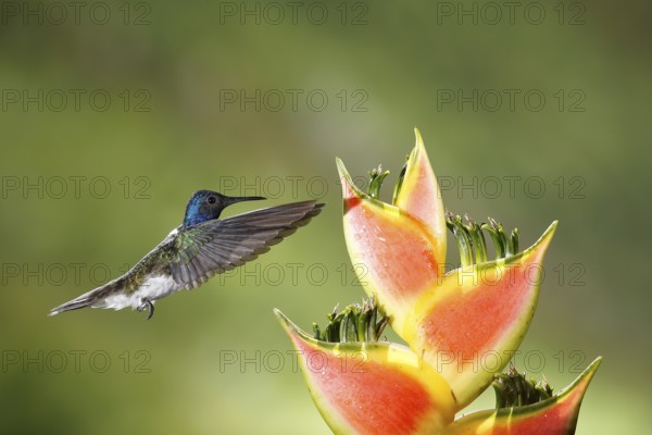 White-necked Jacobin (Florisuga mellivora) male flying and feeding on flower nectar, Costa Rica