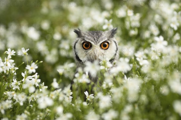 Southern White-faced Owl (Ptilopsis granti) captive, Germany